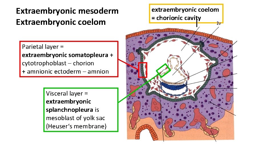 Extraembryonic mesoderm Extraembryonic coelom Parietal layer = extraembryonic somatopleura + cytotrophoblast – chorion +