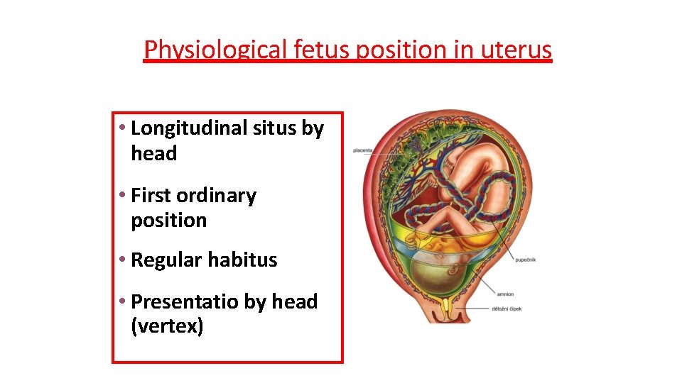 Physiological fetus position in uterus • Longitudinal situs by head • First ordinary position