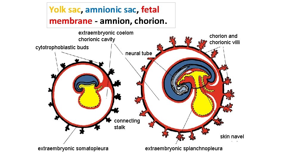 Yolk sac, amnionic sac, fetal membrane - amnion, chorion. extraembryonic coelom chorionic cavity cytotrophoblastic