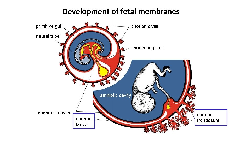 Development of fetal membranes primitive gut chorionic villi neural tube connecting stalk amniotic cavity