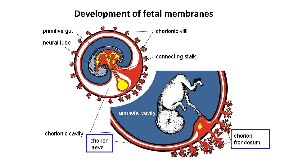 Development of fetal membranes primitive gut chorionic villi neural tube connecting stalk amniotic cavity