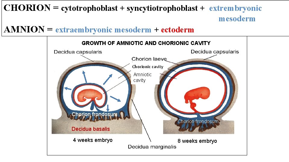CHORION = cytotrophoblast + syncytiotrophoblast + extrembryonic mesoderm AMNION = extraembryonic mesoderm + ectoderm