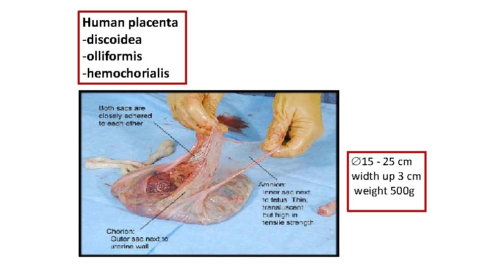 Human placenta -discoidea -olliformis -hemochorialis 15 - 25 cm width up 3 cm weight