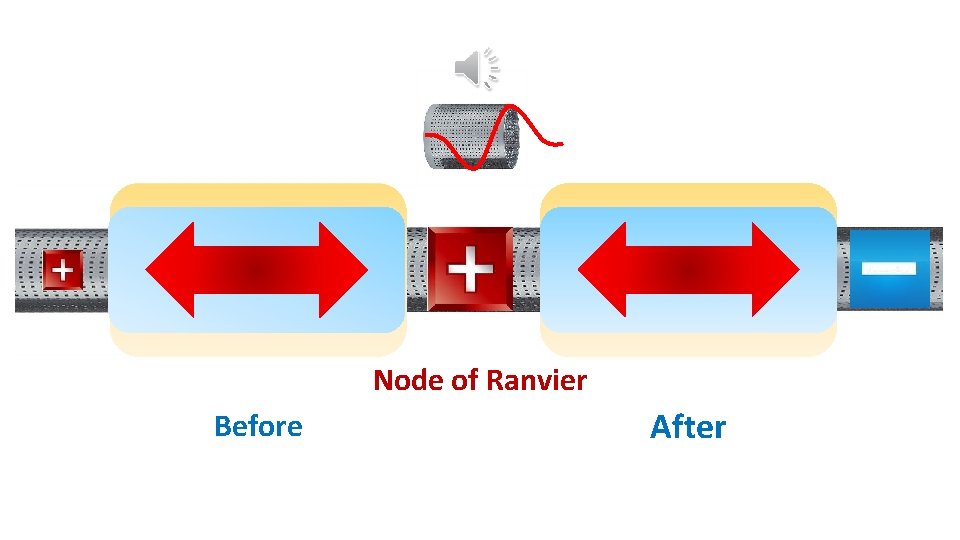 Node of Ranvier Before After 