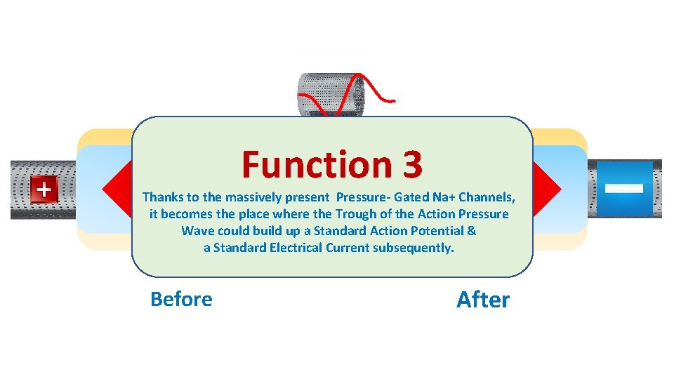Function 3 Thanks to the massively present Pressure- Gated Na+ Channels, it becomes the