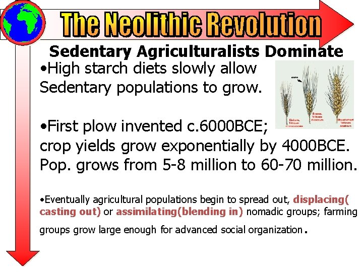 Sedentary Agriculturalists Dominate • High starch diets slowly allow Sedentary populations to grow. •