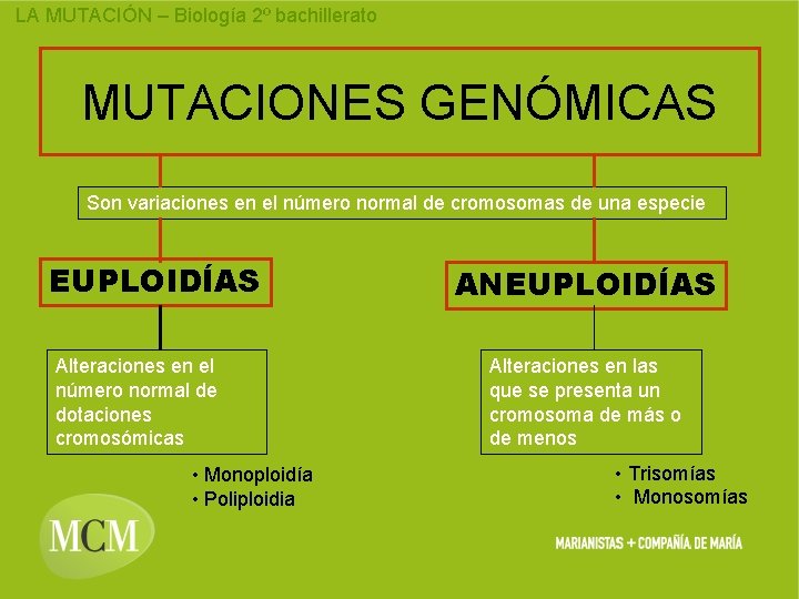 LA MUTACIÓN – Biología 2º bachillerato MUTACIONES GENÓMICAS Son variaciones en el número normal