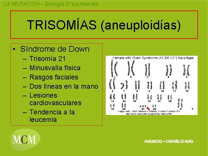 LA MUTACIÓN – Biología 2º bachillerato TRISOMÍAS (aneuploidías) • Síndrome de Down – –