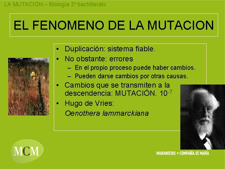 LA MUTACIÓN – Biología 2º bachillerato EL FENOMENO DE LA MUTACION • Duplicación: sistema
