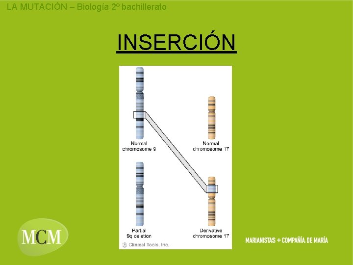 LA MUTACIÓN – Biología 2º bachillerato INSERCIÓN 