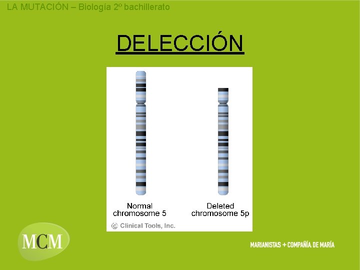 LA MUTACIÓN – Biología 2º bachillerato DELECCIÓN 