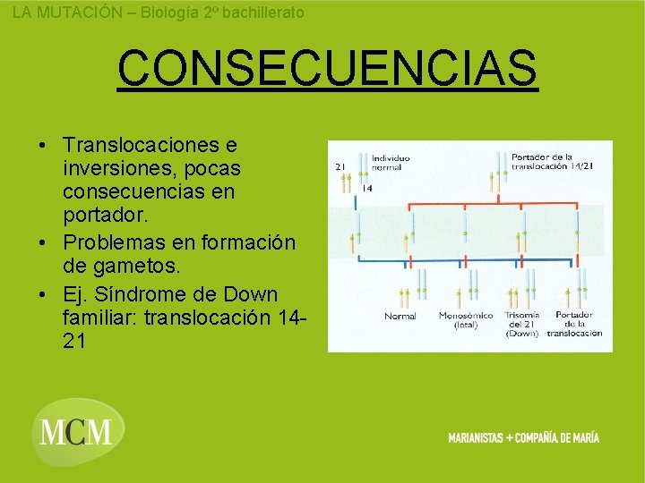 LA MUTACIÓN – Biología 2º bachillerato CONSECUENCIAS • Translocaciones e inversiones, pocas consecuencias en