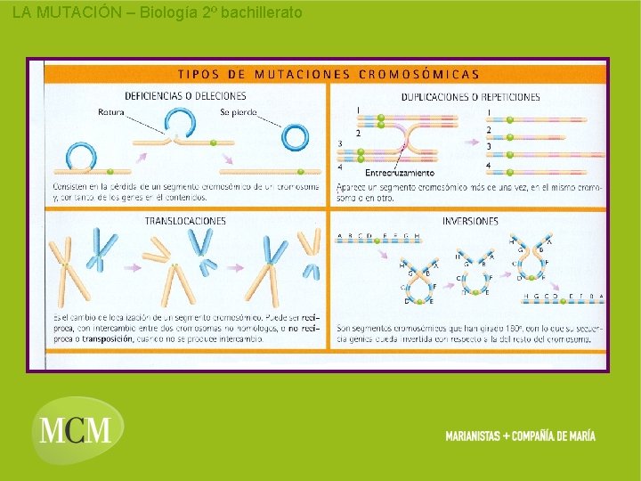 LA MUTACIÓN – Biología 2º bachillerato 