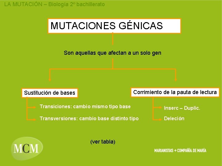 LA MUTACIÓN – Biología 2º bachillerato MUTACIONES GÉNICAS Son aquellas que afectan a un