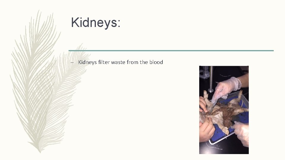 Kidneys: – Kidneys filter waste from the blood 