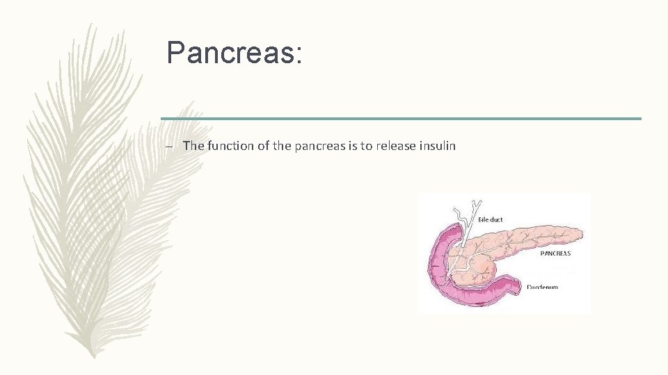 Pancreas: – The function of the pancreas is to release insulin 