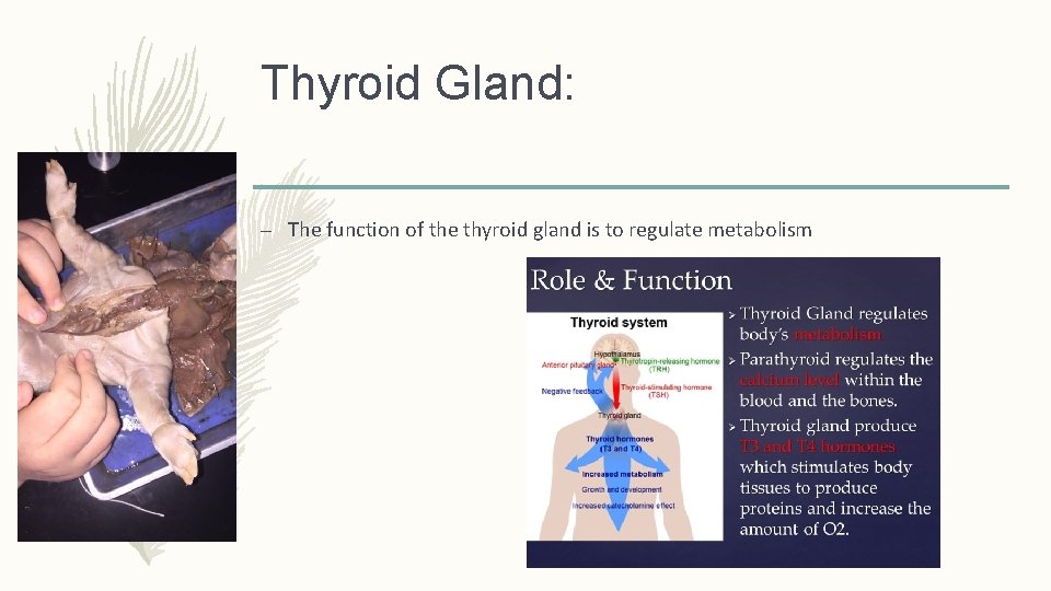 Thyroid Gland: – The function of the thyroid gland is to regulate metabolism 
