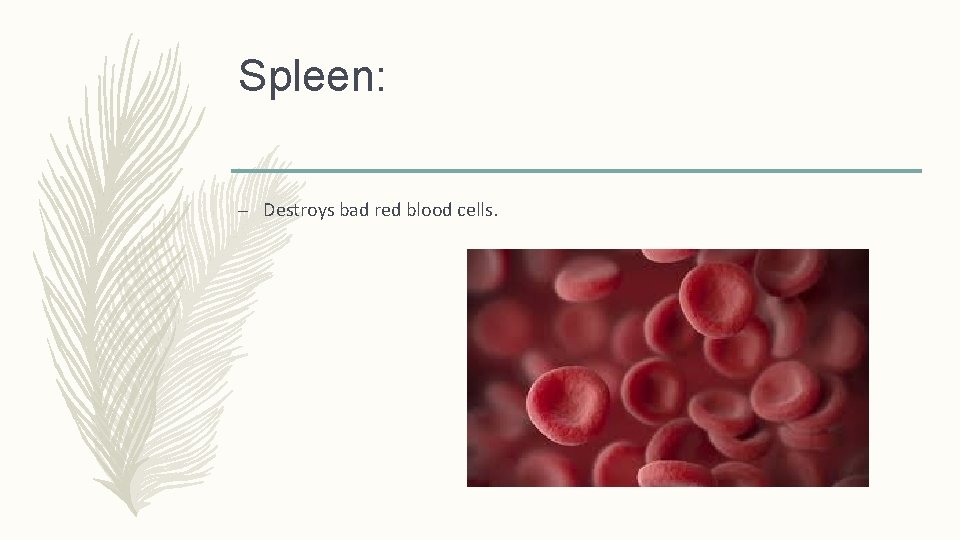 Spleen: – Destroys bad red blood cells. 