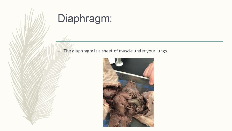 Diaphragm: – The diaphragm is a sheet of muscle under your lungs. 