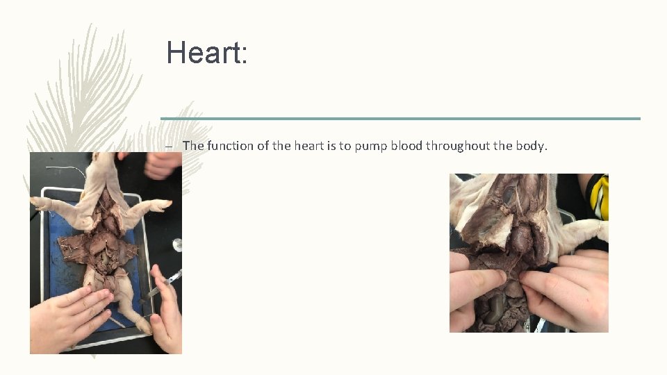 Heart: – The function of the heart is to pump blood throughout the body.