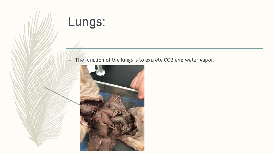 Lungs: – The function of the lungs is to excrete CO 2 and water