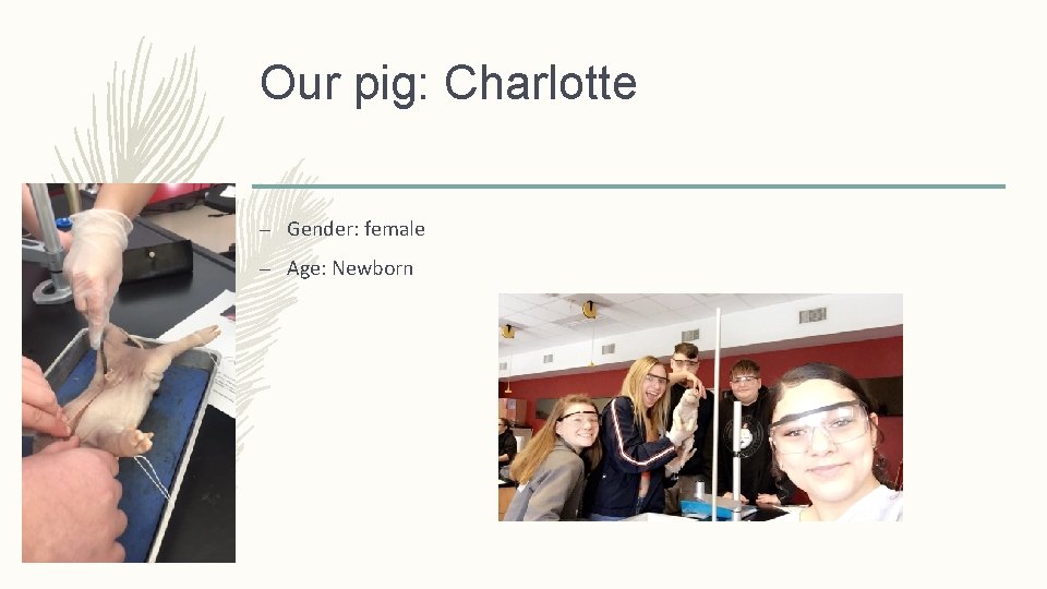 Our pig: Charlotte – Gender: female – Age: Newborn 