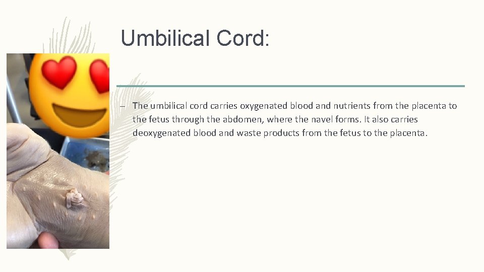 Umbilical Cord: – The umbilical cord carries oxygenated blood and nutrients from the placenta