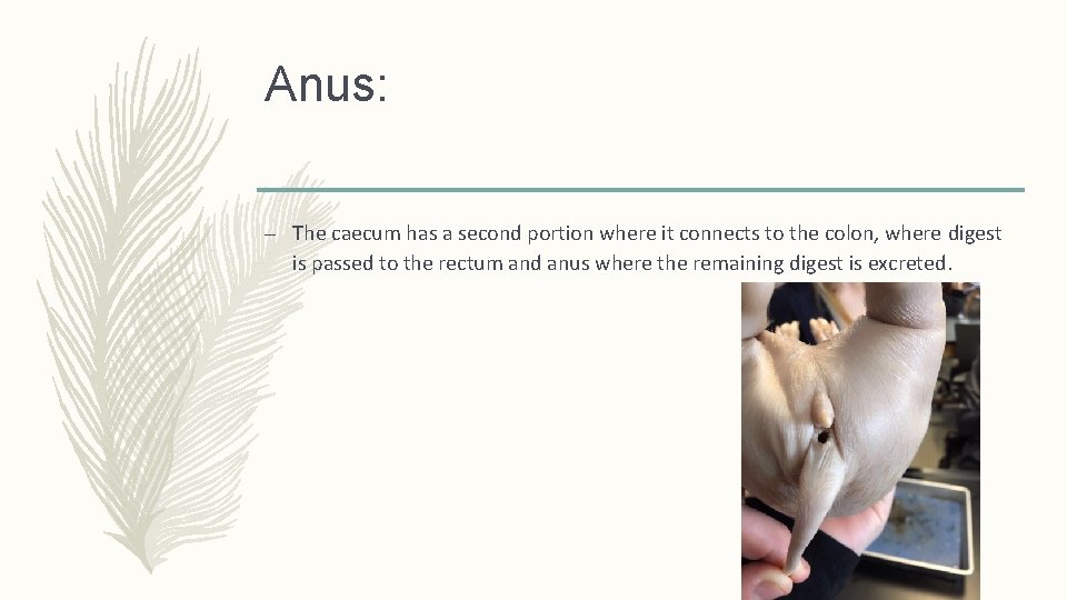 Anus: – The caecum has a second portion where it connects to the colon,