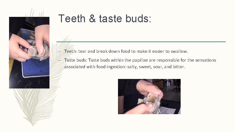 Teeth & taste buds: – Teeth: tear and break down food to make it