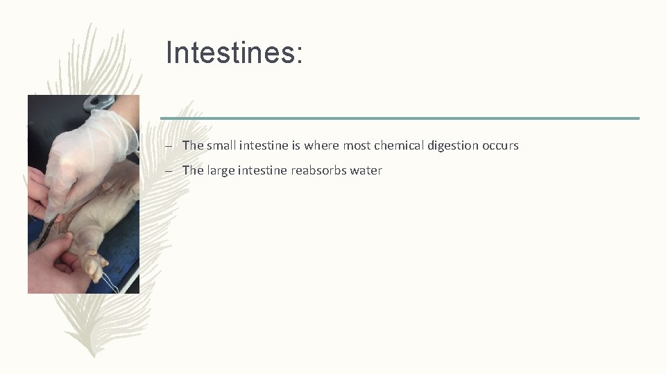 Intestines: – The small intestine is where most chemical digestion occurs – The large
