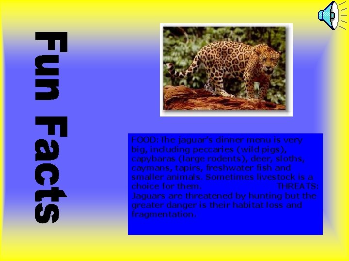 FOOD: The jaguar’s dinner menu is very big, including peccaries (wild pigs), capybaras (large