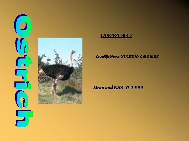 LARGEST BIRD Scientific Name: Struthio camelus Mean and NASTY! !!!!! 