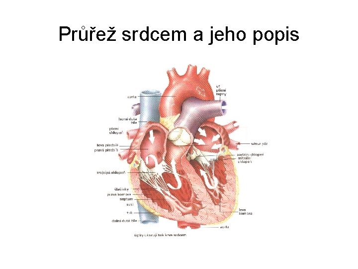 Průřež srdcem a jeho popis 