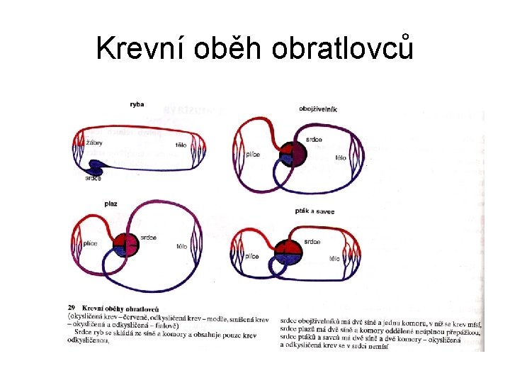 Krevní oběh obratlovců 