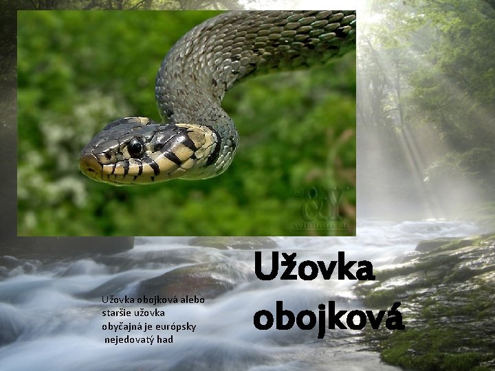 Užovka obojková alebo staršie užovka obyčajná je európsky nejedovatý had Užovka obojková 