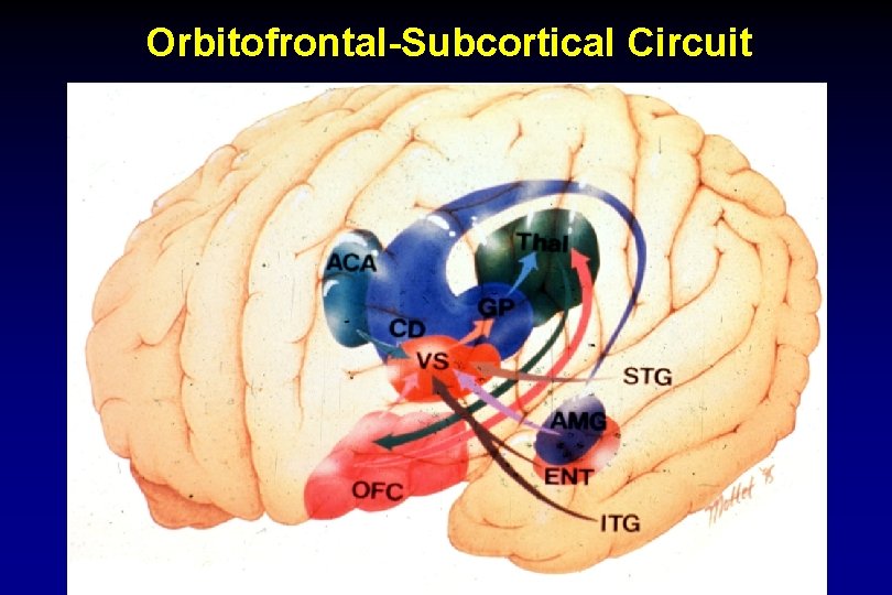 Orbitofrontal-Subcortical Circuit 