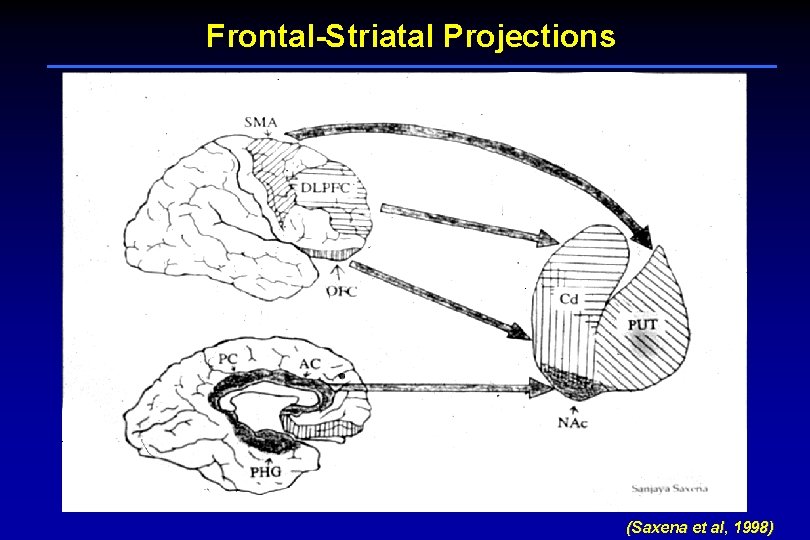 Frontal-Striatal Projections (Saxena et al, 1998) 