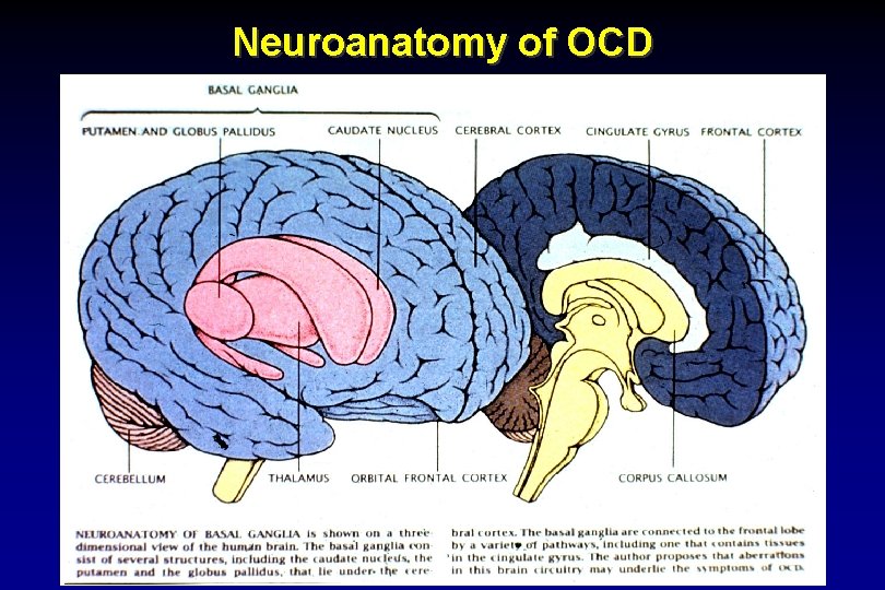 Neuroanatomy of OCD 