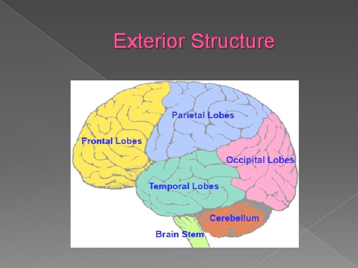 Exterior Structure 