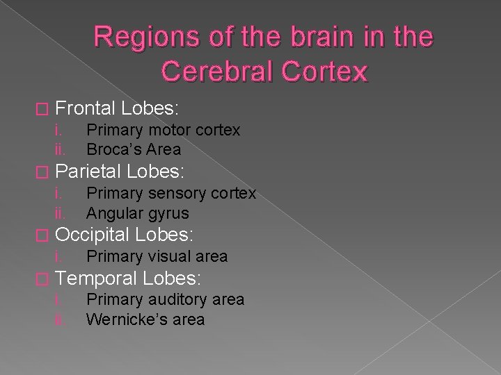 Regions of the brain in the Cerebral Cortex � Frontal Lobes: i. ii. �