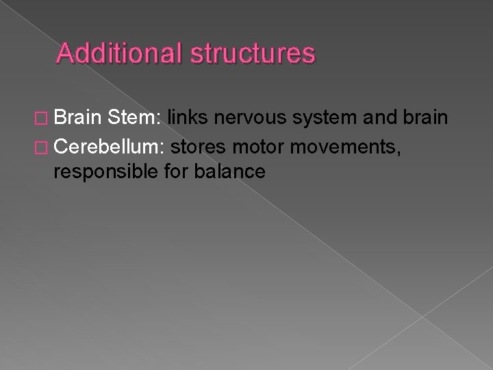 Additional structures � Brain Stem: links nervous system and brain � Cerebellum: stores motor
