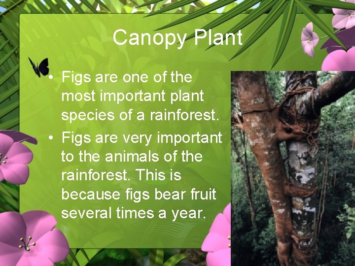 Canopy Plant • Figs are one of the most important plant species of a