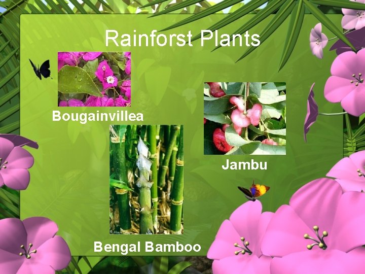 Rainforst Plants Bougainvillea Jambu Bengal Bamboo 