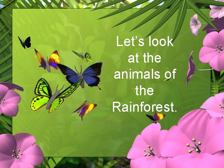 Let’s look at the animals of the Rainforest. 