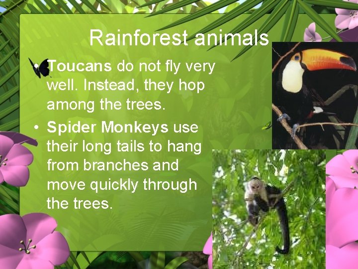 Rainforest animals • Toucans do not fly very well. Instead, they hop among the