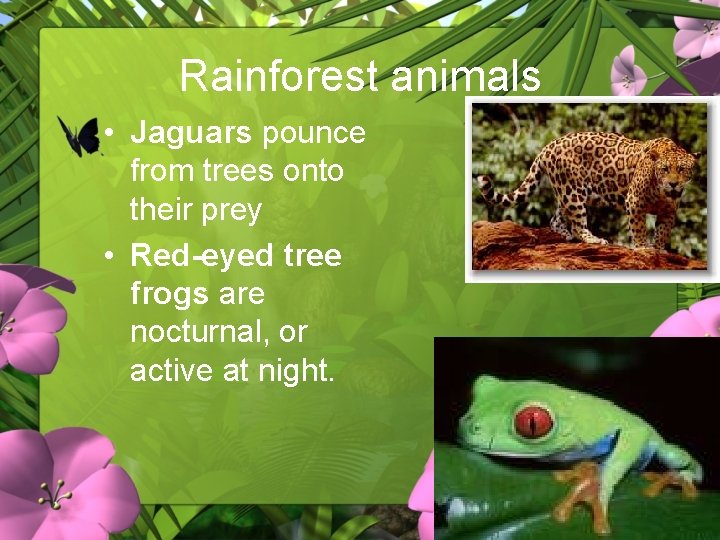 Rainforest animals • Jaguars pounce from trees onto their prey • Red-eyed tree frogs