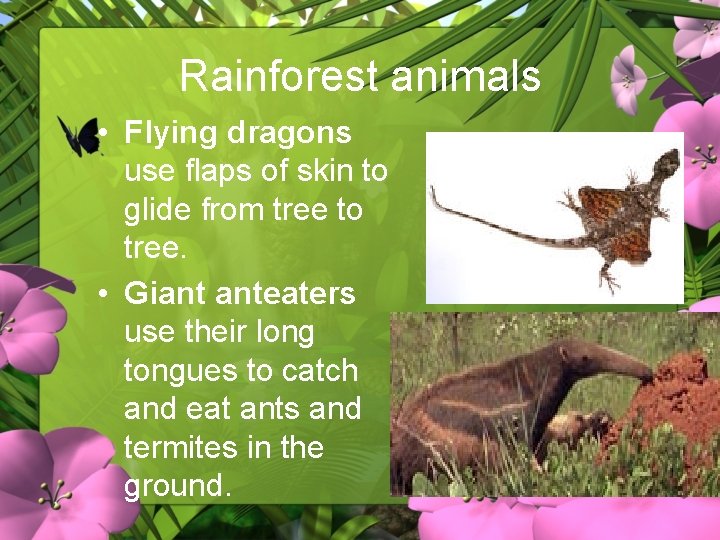 Rainforest animals • Flying dragons use flaps of skin to glide from tree to