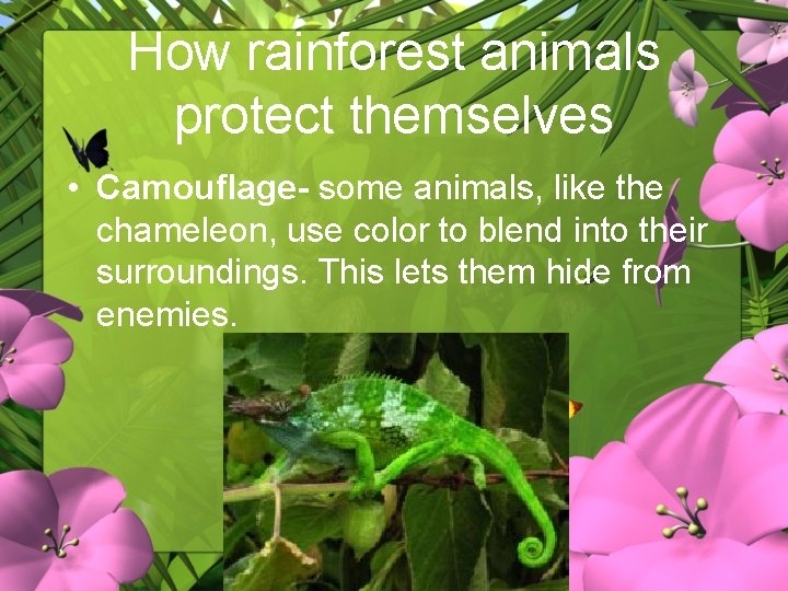 How rainforest animals protect themselves • Camouflage- some animals, like the chameleon, use color