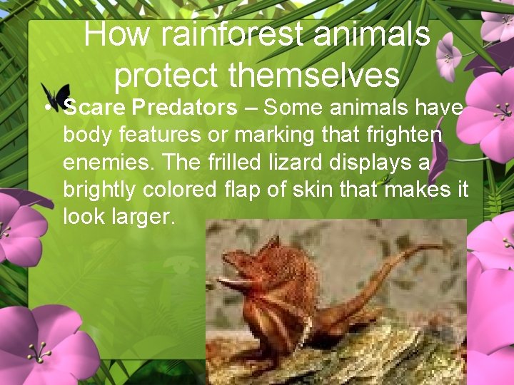 How rainforest animals protect themselves • Scare Predators – Some animals have body features