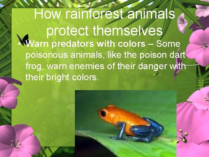 How rainforest animals protect themselves • Warn predators with colors – Some poisonous animals,